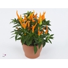 Capsicum annuum 'Santos Orange'
