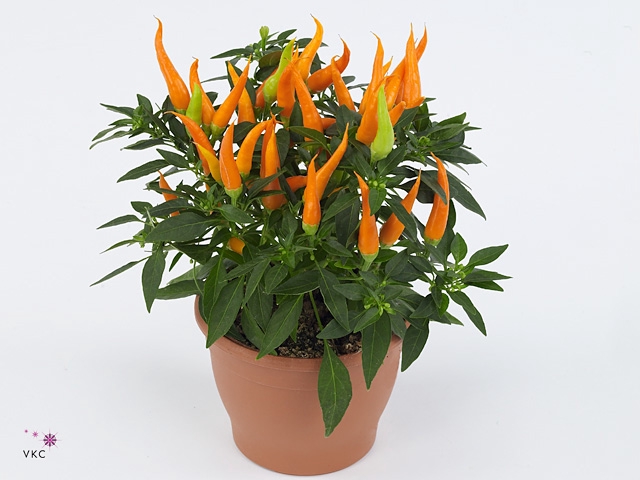 Capsicum annuum 'Santos Orange'