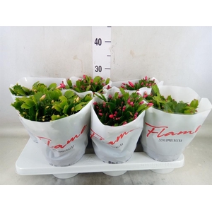 Schlumbergera  'Flame'   ...mix