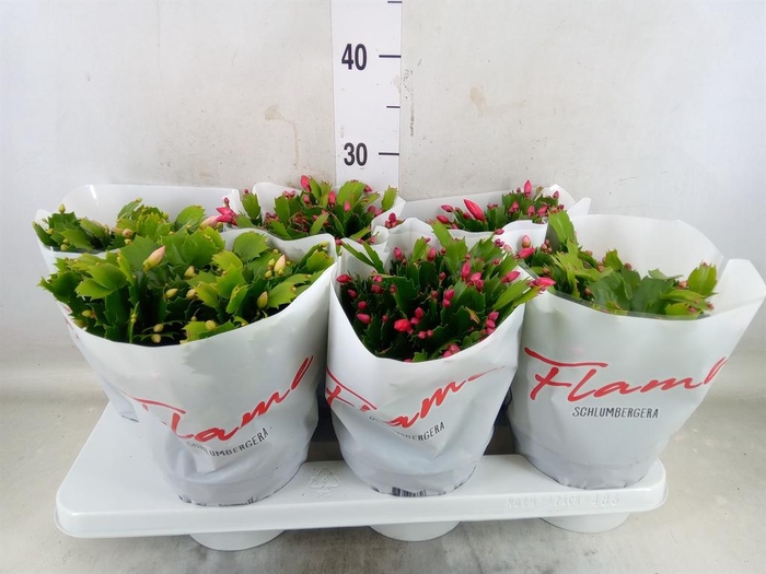<h4>Schlumbergera  'Flame'   ...mix</h4>