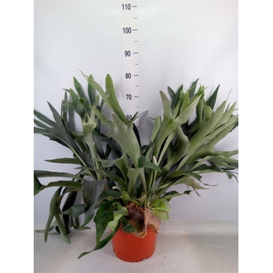 Platycerium bifurc.