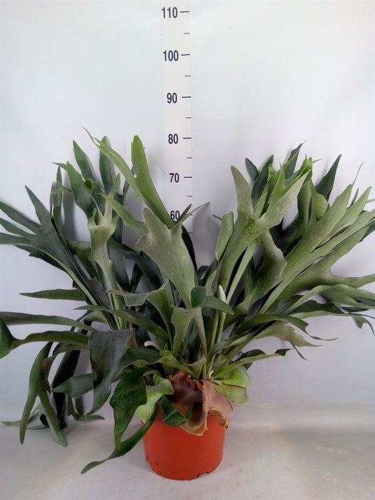 <h4>Platycerium bifurc.</h4>