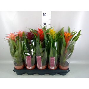 Guzmania   ...mix