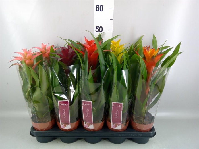 <h4>Guzmania   ...mix</h4>