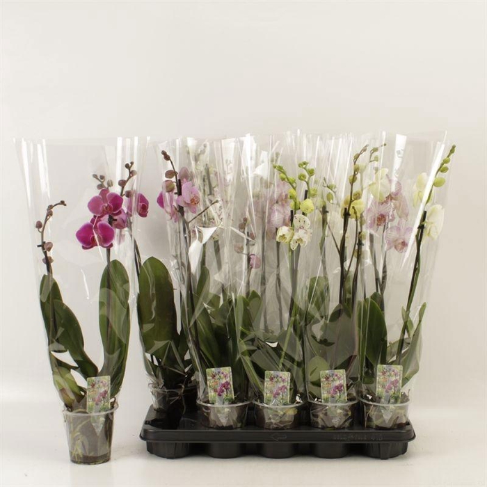 <h4>PHAL GEM 6 KL</h4>