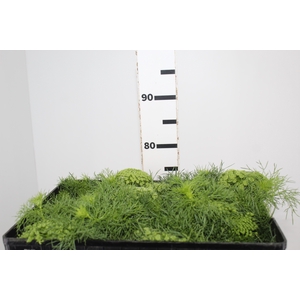 AMMI MAJUS GREEN MIST 070 CM