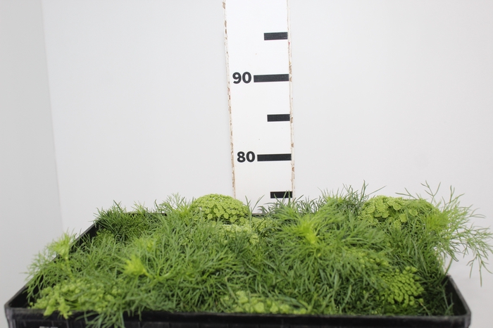 <h4>AMMI MAJUS GREEN MIST 070 CM</h4>