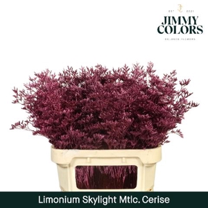 Limonium Skylight L80 Mtlc. Cerise