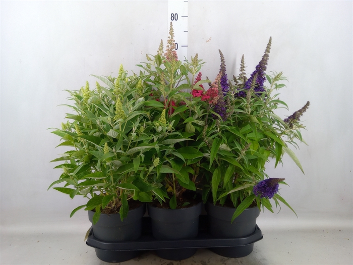 Buddleja davidii 'Butterf C'  ..mix