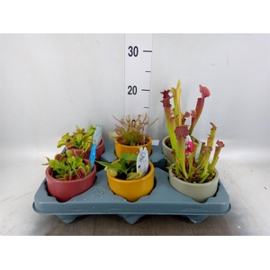 Vleesetende planten