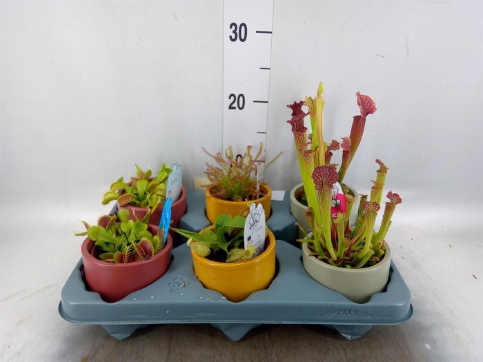 <h4>Vleesetende planten</h4>