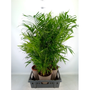 Chamaedorea cataractarum