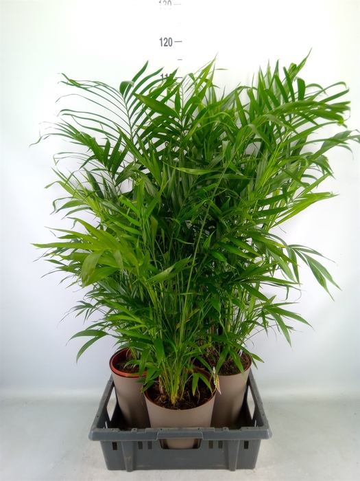 <h4>Chamaedorea cataractarum</h4>