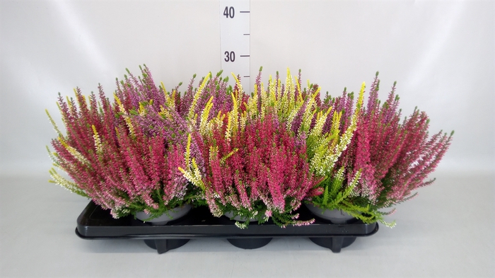 <h4>Calluna vulg. 'Beauty L Milk'  ..mx</h4>