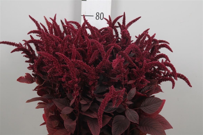 <h4>Amar Cr Velvet</h4>