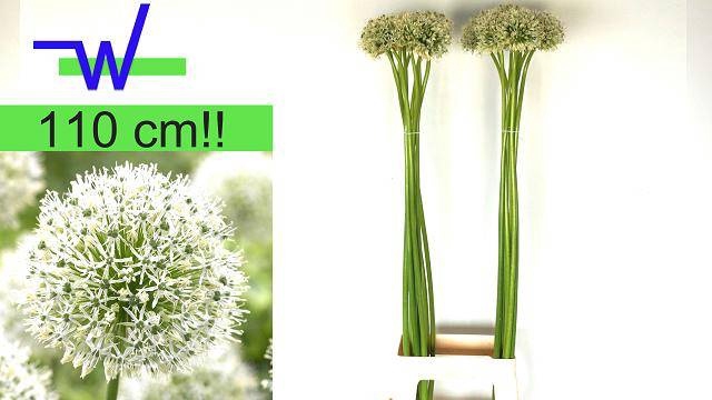 <h4>ALLIUM MOUNT EVEREST</h4>