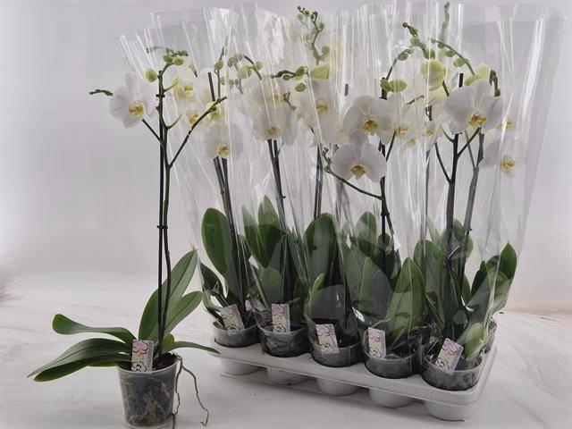 <h4>PHAL OV WIT</h4>