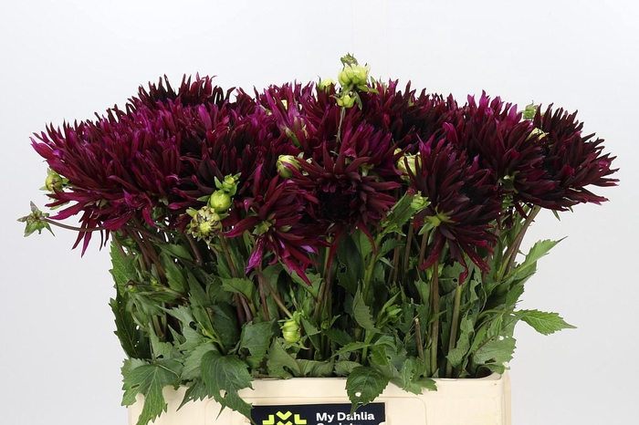 <h4>Dahlia Chat Noir</h4>