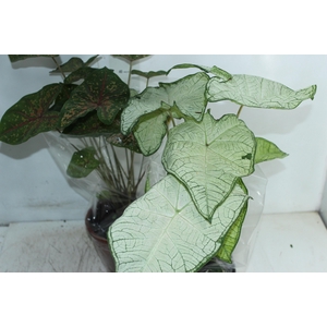 CALADIUM VARIADO P19