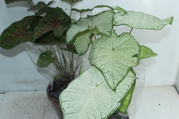 <h4>CALADIUM VARIADO P19</h4>