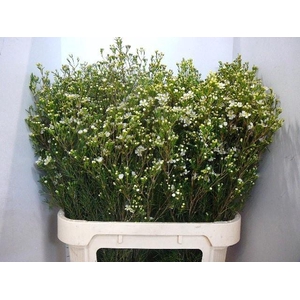 CHAME UN JUPITE MOON