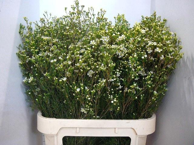 <h4>CHAME UN JUPITE MOON</h4>