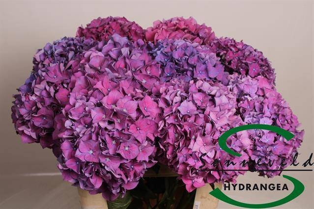 <h4>HYDR M CH RODEO PA</h4>
