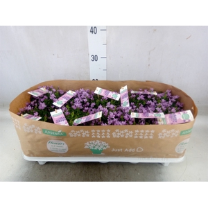 Campanula  'Ambella Pink'