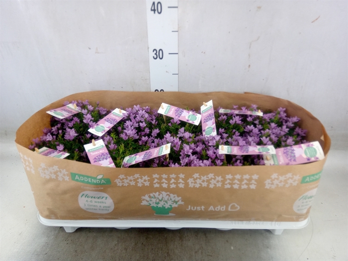 <h4>Campanula  'Ambella Pink'</h4>