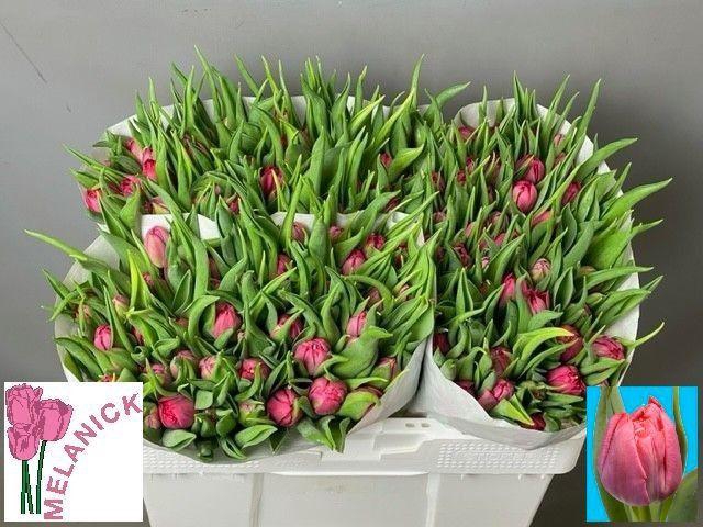 <h4>TU DU FIRST PRICE</h4>