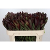 Leucadendron Saf Sunset Dark Red