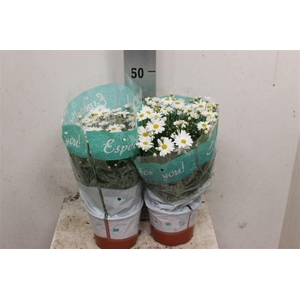 Argyranthemum frutescens overig