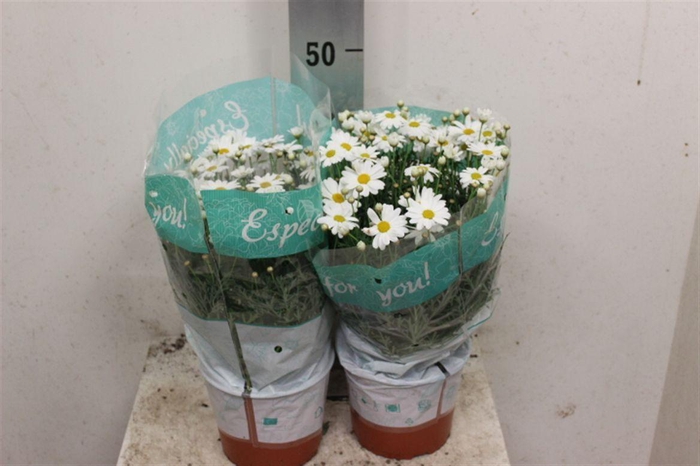 <h4>Argyranthemum frutescens overig</h4>