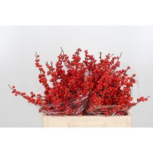 Ilex Ve Rode Bes Extra