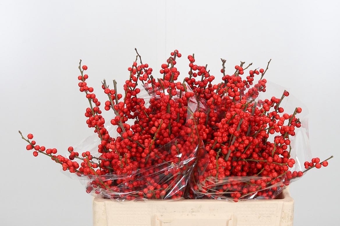 <h4>Ilex Ve Rode Bes Extra</h4>