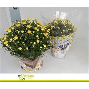 Chry Bl Beau Yellow