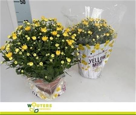 <h4>Chry Bl Beau Yellow</h4>