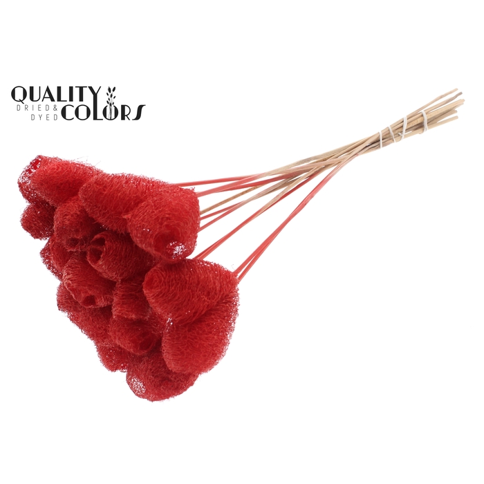 <h4>Luffa Heart on stem Red</h4>