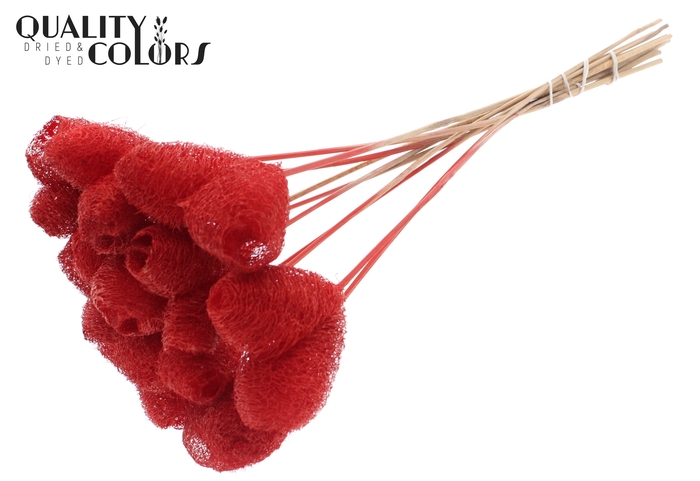 Luffa Heart on stem Red