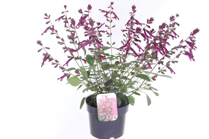 <h4>Salvia hybr. Love and Wishes</h4>