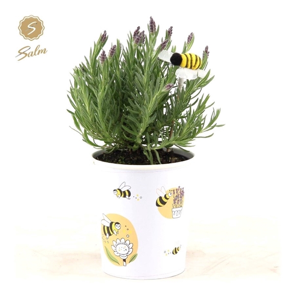 <h4>Lavandula st. 'Anouk'® Collection P12 in Cup Bee + Bee</h4>