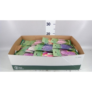 Hyacinthus   ...flowerbulbs