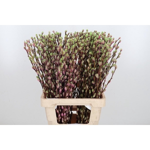 Salix Katjes Kl Bh Hortensia
