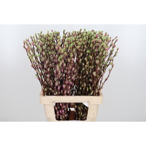 Salix Katjes Kl Bh Hortensia