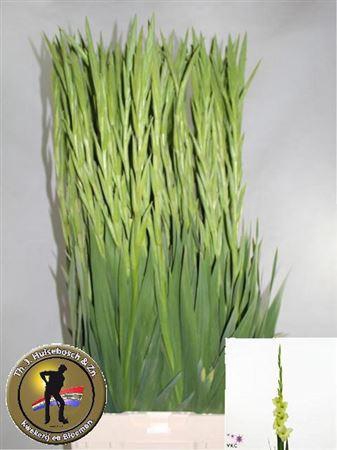 <h4>Glad Gr Prima Verde</h4>
