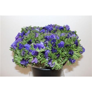 ANEM MARIANNE BLEU EXTRA