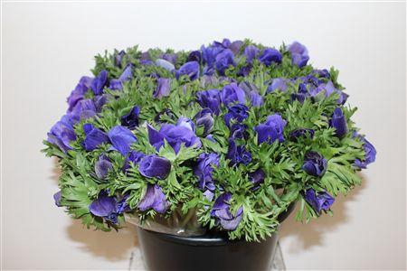 <h4>ANEM MARIANNE BLEU EXTRA</h4>