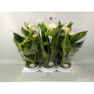 Anthurium andr. 'White Champion'
