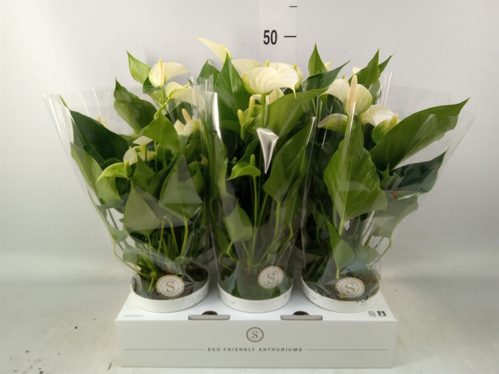 <h4>Anthurium andr. 'White Champion'</h4>
