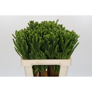 Kaaps Groen Albigreen